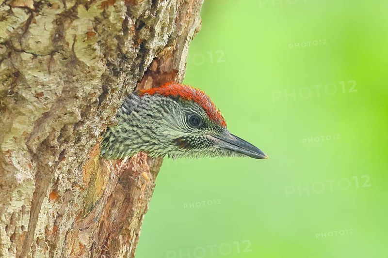An impatient young green woodpecker (Picus viridis), a young woodpecker soon to take flight, peeks out of its hollow, calling loudly and insistently, wildlife, woodpeckers, Eurasian pygmy woodpecker, nature photography, Neunkirchen, spring, Siegerland, North Rhine-Westphalia, Germany