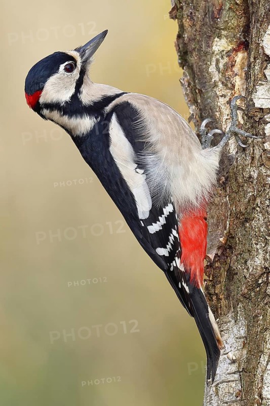Great Spotted Woodpecker (Dendrocopus major), male, foraging on the trunk of a silver birch (Betula pendula), wildlife, woodpeckers, nature photography, autumn, Wilnsdorf, North Rhine-Westphalia, Germany