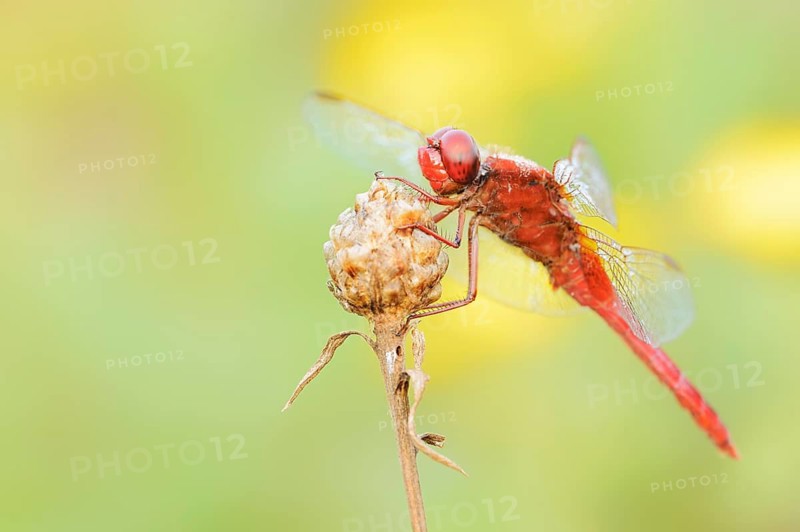 Scarlet Dragonfly (Crocothemis erythraea), male, North Rhine-Westphalia, Germany