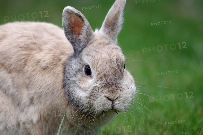 Domestic rabbit (Oryctolagus cuniculus forma domestica), portrait, in a meadow, Germany