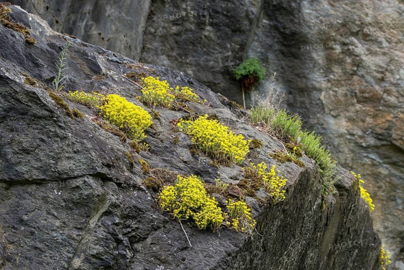 Crassulaceae, thick-leafed plants, sedum spec., Vogtland Switzerland, diabase, Elstertal, rocky ground, flora, stonecrop, nature reserve, nature reserve, plants, rockery, Vogtland