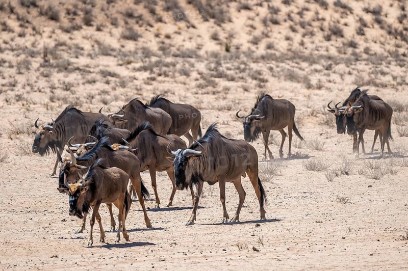 Herd of blue wildebeest (Connochaetes taurinus) in the dry Nossob riverbed, Kalahari Desert, Kgalagadi Transfrontier Park, South Africa
