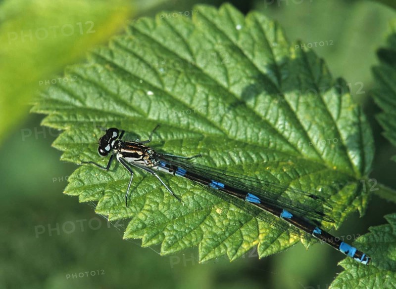 Coenagrion ornatum, ornate flower, azurmaid, damselflies, dragonflies, female, insects, dragonflies, odonata, female, zygoptera