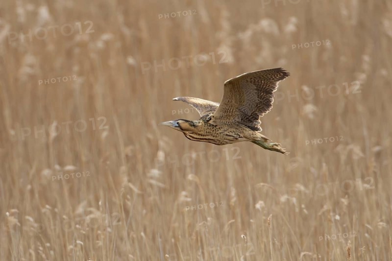 Eurasian or Great bittern (Botaurus stellaris) adult bird flying over a reedbed in spring, RSPB Minsmere nature reserve, Suffolk, England, United Kingdom