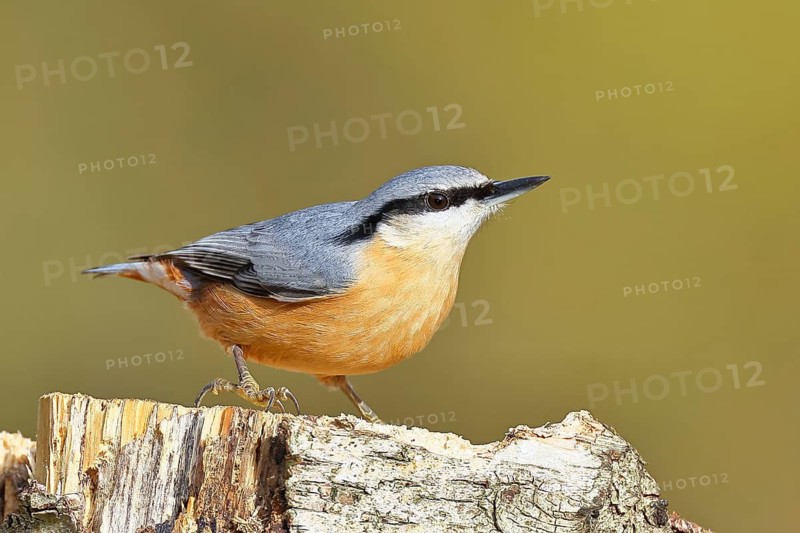 A nuthatch (Sitta europaea) climbing a birch trunk, Animals, Birds, Wilnsdorf, North Rhine-Westphalia, Germany