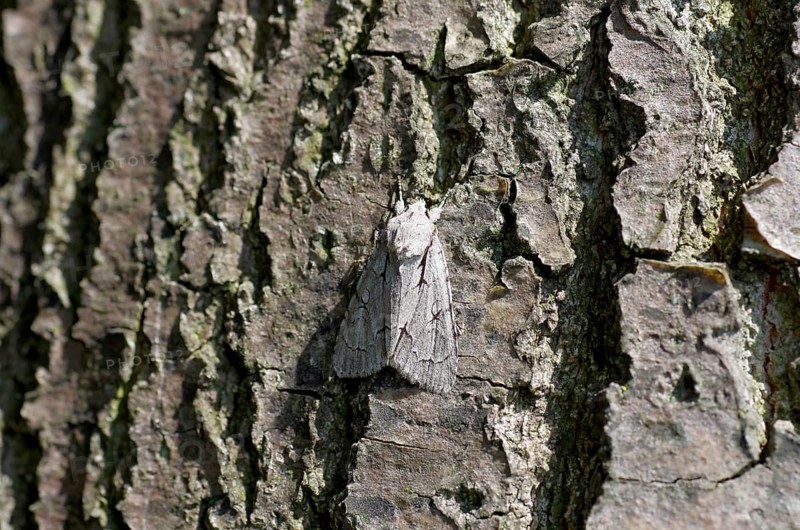 Trident Arrow Owl (Acronicta tridens), night owl, tree trunk, Germany