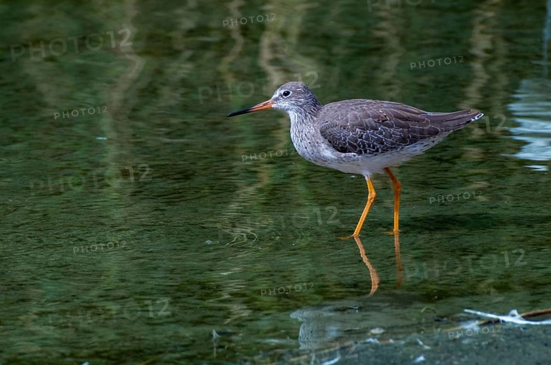 Redshank, redshank, tringa totanus, birds, charadriiformes, limikolen, resting dress, snipe birds, scolopacidae, birds, waders, waders
