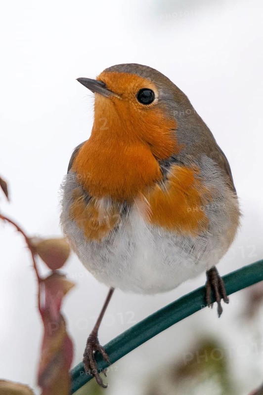 Erithacus rubecula, robin, robins, birds, high size, portrait format, passeri, songbirds, birds