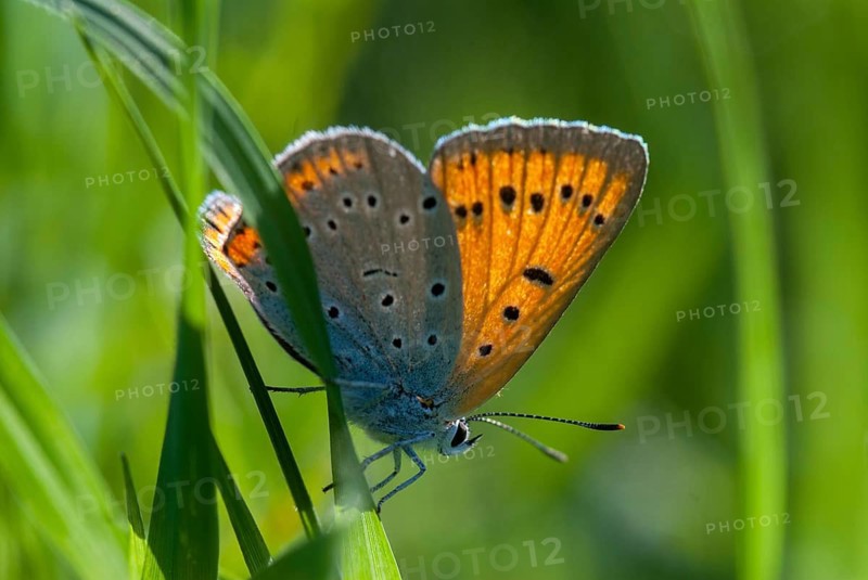 Large copper, Lycaena dispar, Bulgaria, butterfly, female, insects, butterfly, butterflies, butterflies, female