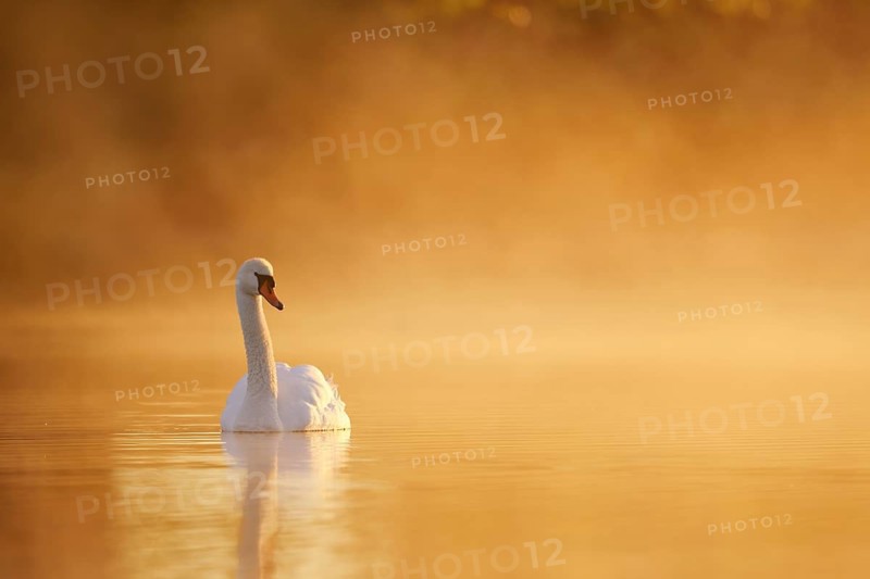A mute swan (Cygnus olor) swims on a lake in the morning mist at sunrise, North Rhine-Westphalia, Germany
