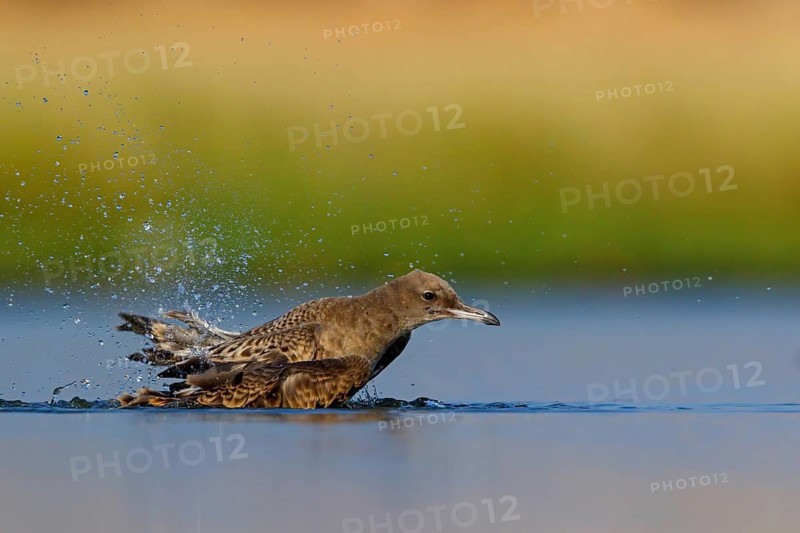 Hemprich's Gull, (Ichthyaetus hemprichii), (Larus hemprichii), Fish Eagle Gull Salalah, Raysut, Dhofar, Oman