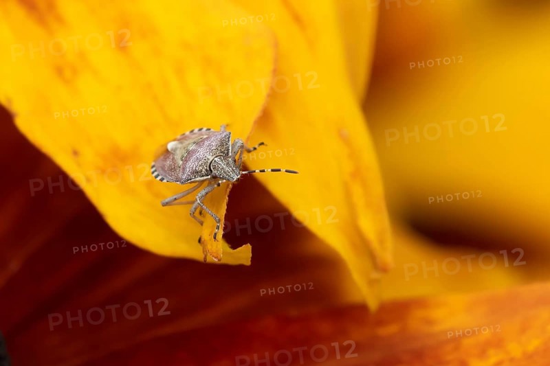 Sloe bug or hairy shieldbug (Dolycoris baccarum) adult insect on a garden Rudbeckia flower in summer, England, United Kingdom