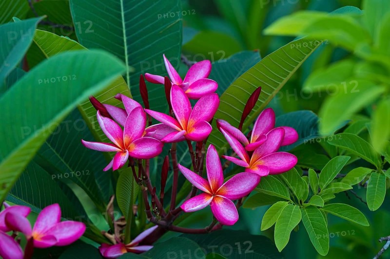 Frangipani trees (Plumeria rubra), the national flower of Laos, by the stone steps leading up to Mount Phousi, Luang Prabang's local mountain on the Mekong, Luang Prabang, Laos