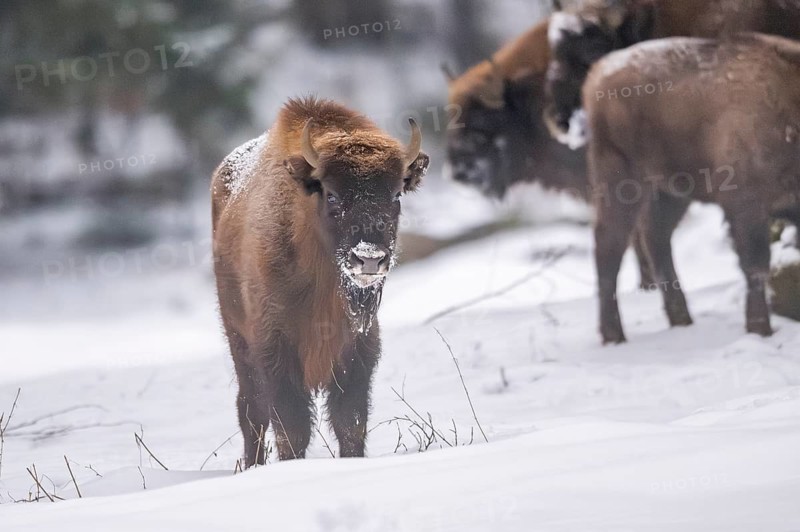 European bison (Bison bonasus) or Wisent standing on a meadow next to the forest in winter, snow, Bavaria, Germany