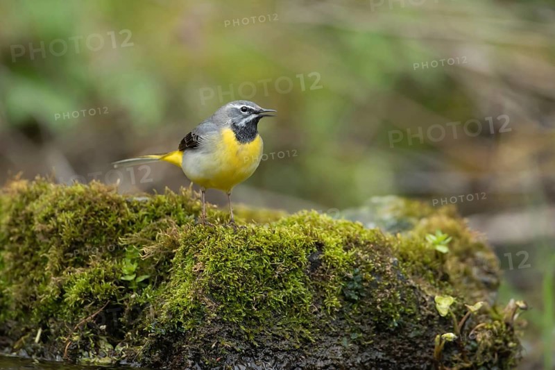 Grey wagtail (Motacilla cinerea) adult male bird calling on a rock in a river, England, United Kingdom