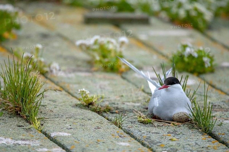 Arctic tern, arctic tern, Norway, sterna paradisaea, varanger, birds, breed, brood, charadriiformes, limikolen, terns, sternidae, tern, birds