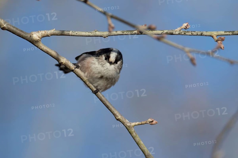 Long tailed tit (Aegithalos caudatus) adult bird on a tree branch, England, United Kingdom