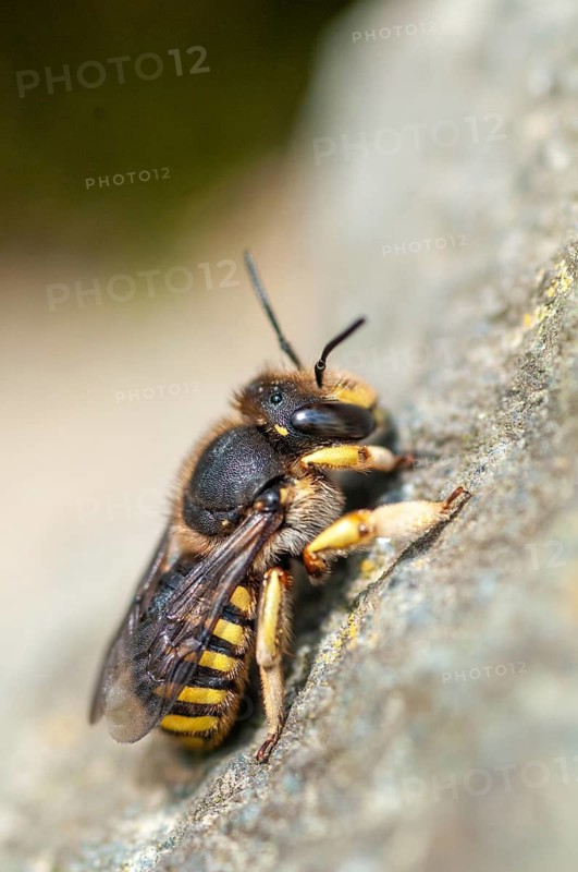 Anthidium manicatum, apidae, bees, European wool carder bee, garden woolbee, large woolbee, hymenoptera, megachilidae, woolbee, high size, portrait format, insects, wild bees