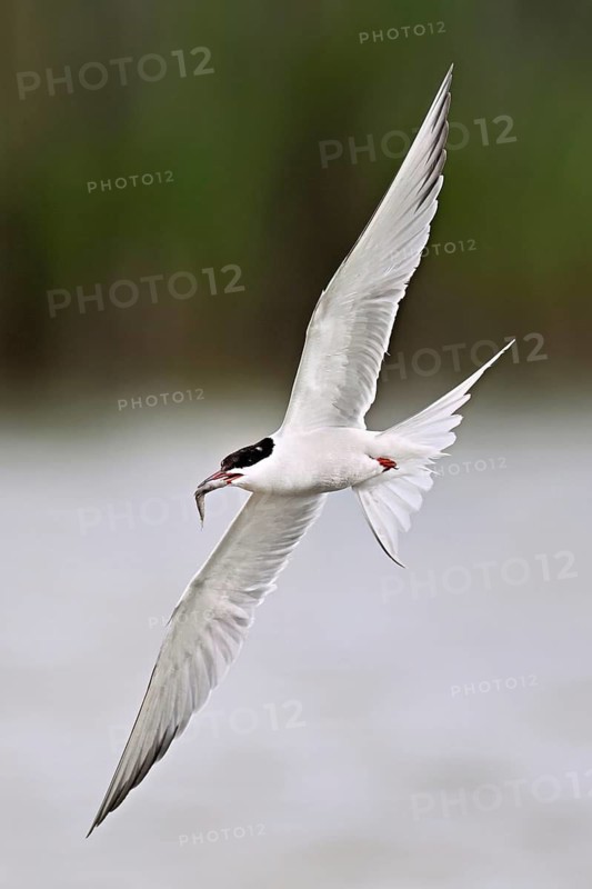 Common tern (Sterna hirundo), in flight with a fish in its beak, Saintes-Marie-de-la-Mer, Camargue, southern France, France