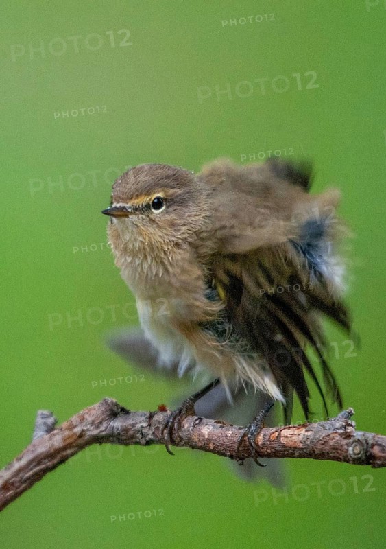 Chiffchaff, phylloscopus collybita, zilpzalp, birds, plumage, high size, portrait, passeri, preening, songbirds, birds