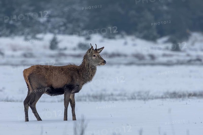 Red deer (Cervus elaphus) in a meadow in a snow-covered winter landscape, winter, cold, snow, January, Denmark