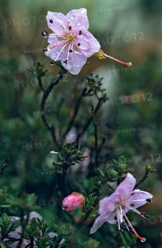 Alpine rose, dwarf alpine rose, ericaceae, heather family, rhodothamnus chamaecistus, Slovenia, Triglav national park, dwarf alpine rose, flora, high size, portrait, national park, plants, plants, triglav