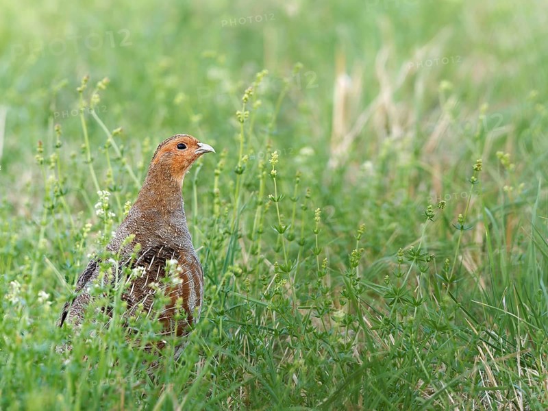Partridge (Perdix perdix) in a meadow, Solms, Hesse, Germany