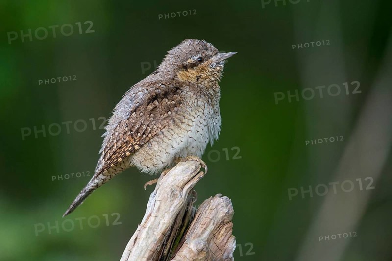 Jynx Torquilla, Wryneck, Birds, Piciforms, Woodpeckers, Birds, Woodpecker
