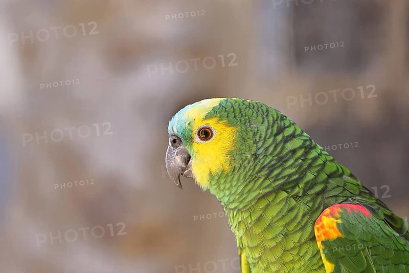 Blue-fronted Amazon (Amazona aestiva), animal portrait, captive, occurrence in South America, Hesse, Germany