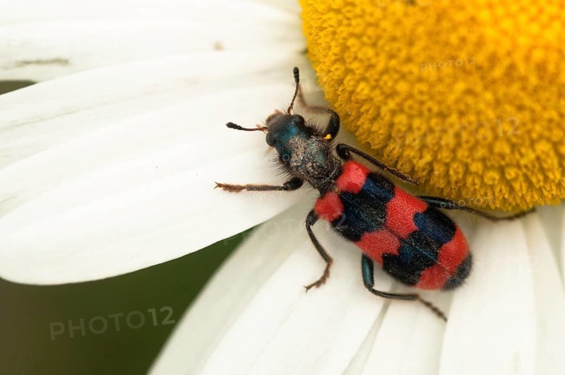 Bee beetle, bee wolf, common bee beetle, immense beetle, immense wolf, trichodes apiarius, beetle, coleoptera, insects, beetles