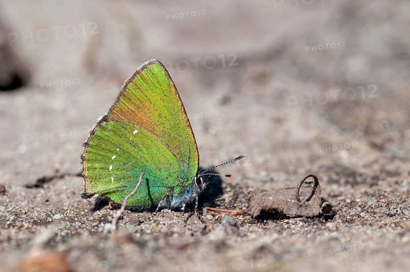 Brandenburg, blackberry tip fallow, Callophrys Rubi, Germany, gren hairstreak, green pointed fallow, Nabu, national natural heritage, natural paradise Grünhaus, post-mining landscape, butterfly, green house, insects, butterfly, butterfly, butterflies
