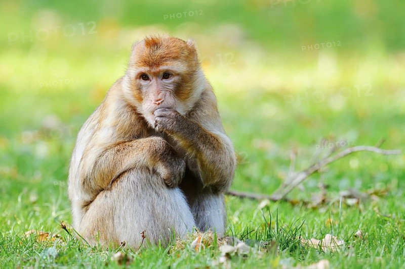 A Barbary macaque or magot (Macaca sylvanus) is sitting in a meadow eating, found in Morocco, Algeria and Gibraltar