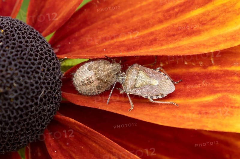 Sloe bug or hairy shieldbug (Dolycoris baccarum) two adult insects on a garden Rudbeckia flower in summer, England, United Kingdom