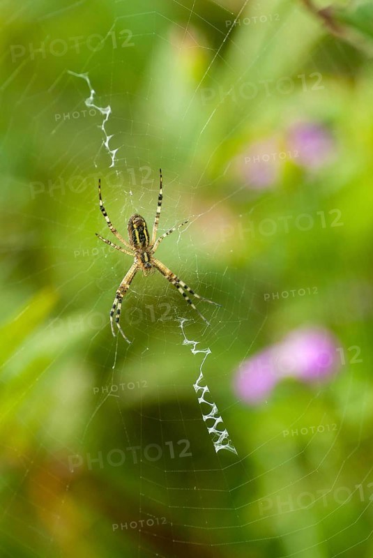 Argiope brünnichi, arachnids, tiger spider, wasp spider, arthropod, arthropods, high size, portrait format, spiders, spiders, wasp spider, zebra spider