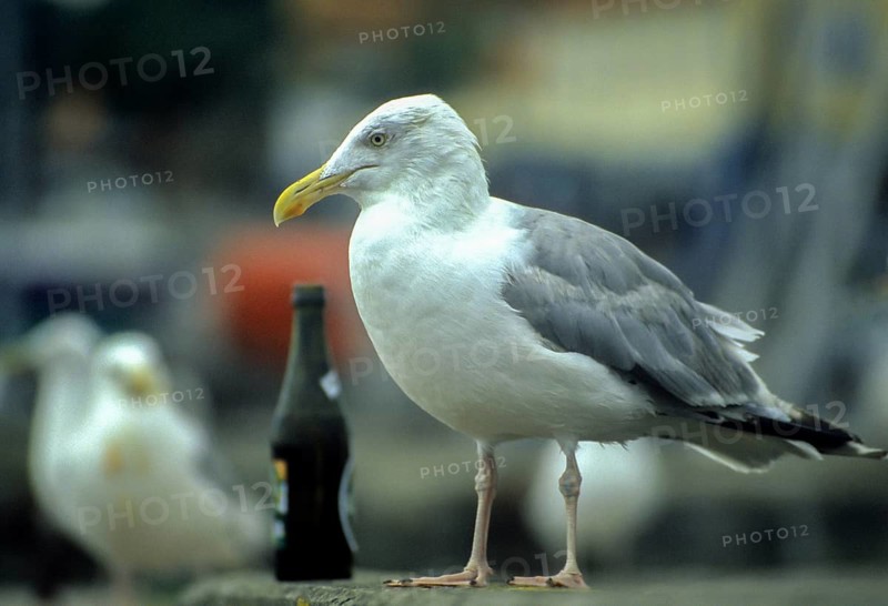 Herring gull, Larus argentatus, herring gull, adult, beer gull, birds, charadriiformes, adult, sexually mature, gulls, humor, leo, limikolen, seagulls, birds