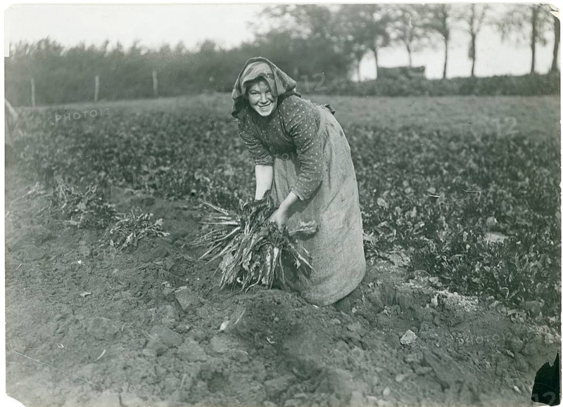 Bavaria, field work, harvest, girl, maid, woman's work, A woman working in a field smiling and harvesting plants, Philipp Kester, around 1906
