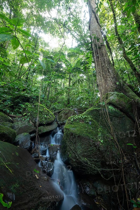 Daytime, small stream and waterfall flowing over mossy rocks in a primary rainforest with a large strangler fig (Ficus) trunk. Venecia, San José, Costa Rica