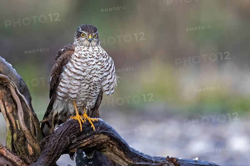 Eurasian Sparrowhawk (Accipiter nisus) female perched on a branch, Saxony-Anhalt, Germany