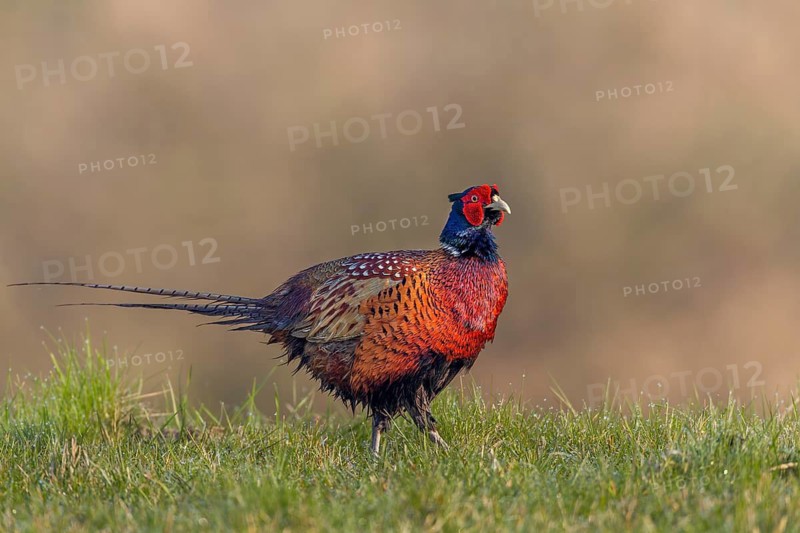 After the courtship ritual, the pheasant cock (Phasianus colchicus) follows his hen, courtship, courtship season, mating season, colourful, spring, April, Germany