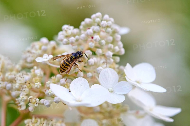 Common Wasp (Vespula vulgaris) on White Hydrangea Flower in Summer Garden