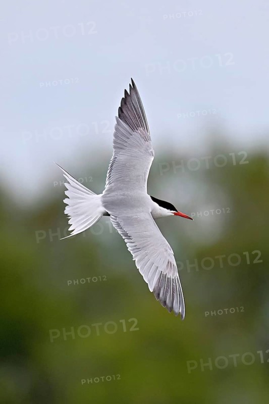 Common tern (Sterna hirundo), in flight, Saintes-Marie-de-la-Mer, Camargue, southern France, France
