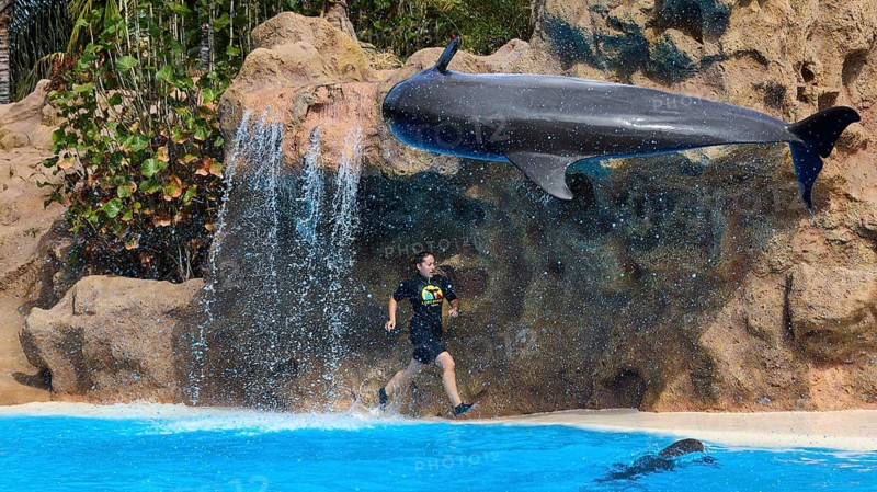 A trainer jumps next to a flying dolphin in front of a rocky background, dolphin, dolphin (Delphinidae), dolphin show, Loro Parque, Puerto de la Cruz, Tenerife, Canary Islands, Spain