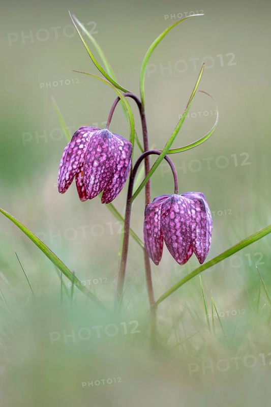 Snake's-head fritillary (Fritillaria meleagris), Luising, Burgenland, Austria