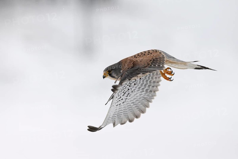 Kestrel (Falco tinnunculus) in the snow, Bitburg, Rhineland-Palatinate, Germany