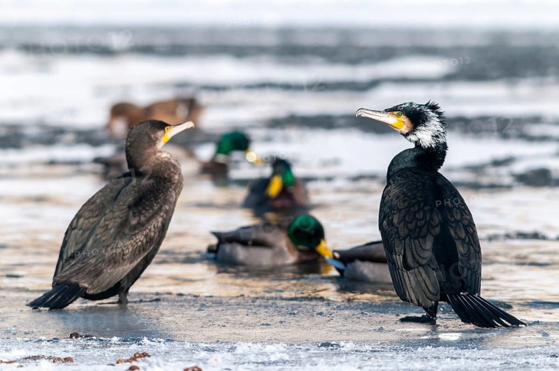 Black shag, cormorant, phalacrocorax carbo, adult, birds, ice, adult, sexually mature, ice, immaturus, not sexually mature, pelecaniforms, ropedes, snow, immature, birds, waterbirds, waterbirds, waterbirds, winter