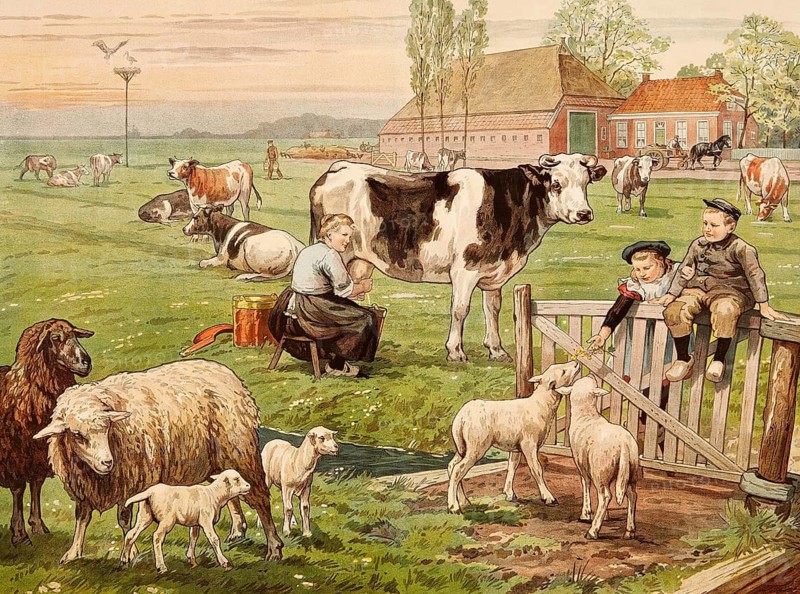 Rural scene with a farmer milking a cow surrounded by other cows, sheep and lambs, around 1906, Holland, school picture, illustration, reproduction from a 19th-century model. School picture, mural, authentic, file restored for optimal use, exact date of original unknown, historical