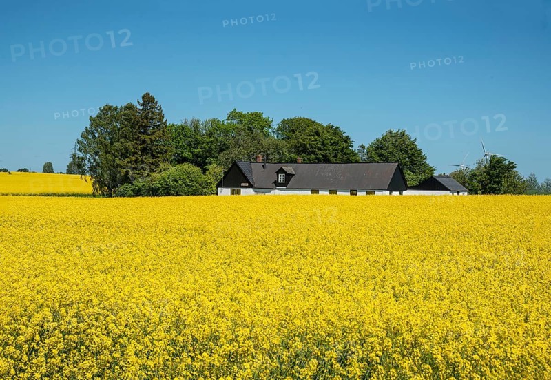 Field with blooming rapeseed in front of a farm buildings in Simrishamn municipality, Skåne county, Sweden, Scandinavia