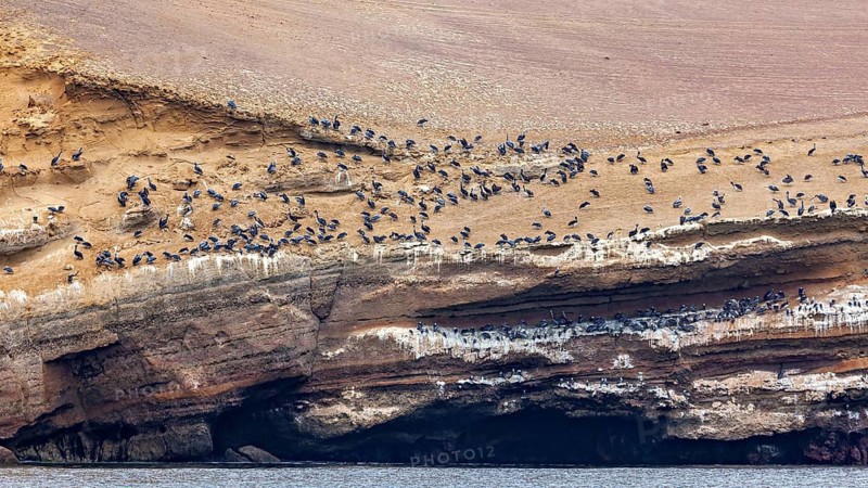 A dense flock of birds has settled on a sloping rock in the coastal area, brown pelicans hunting on Paracas beach in Peru (Pelecanus occidentalis)