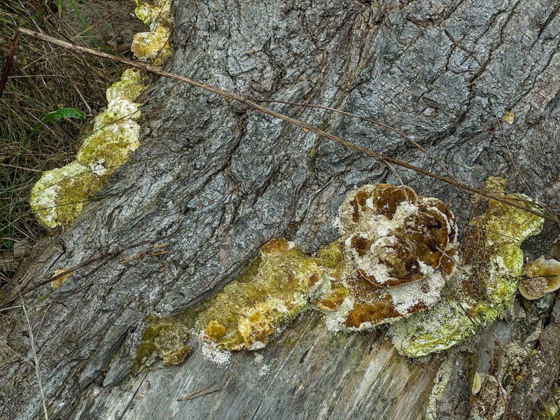 Thin walled maze polypore, Rough Tramete, Red Tramete, Red-spotted roller, Three-coloured Tramete (Daedaleopsis confragosa)