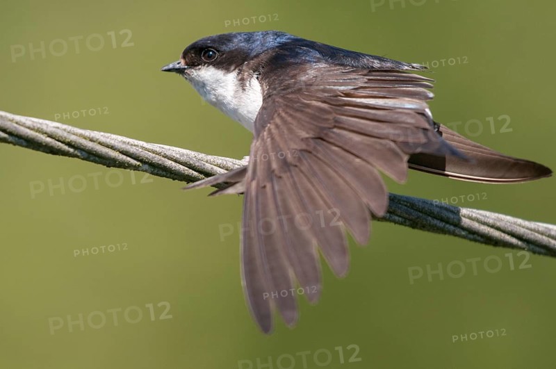 Delichon urbica, house martin, house martins, birds, plumage care, adolescent, juvenile, passeri, preening, swallows, songbirds, birds